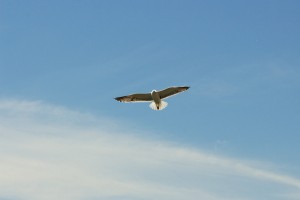 Mouette dans le ciel